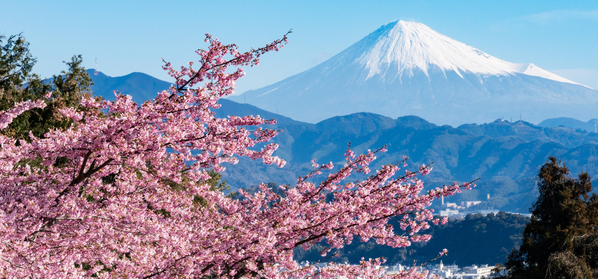 静岡市で春を先取り!早咲き桜の名所4選(美和桜・麻機遊水さくら・徳願寺山の桜・由比八千代の桜)