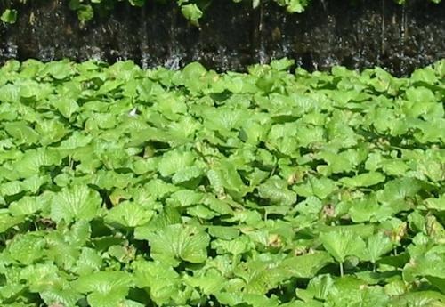 ワサビ栽培発祥の地 有東木