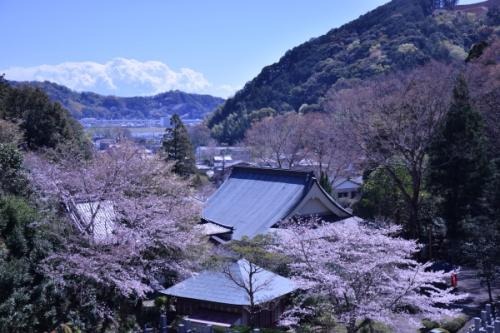 桜と本堂