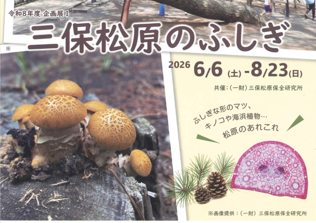 【開催終了】みほしるべ企画展Ⅰ『三保松原のふしぎ』